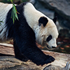 科考公益—成都大熊猫守护者科考公益营